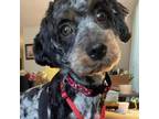Adopt Keira a Cavalier King Charles Spaniel, Miniature Poodle
