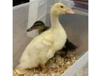 Adopt Crackers a Duck