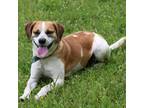 Adopt Hermoine a Labrador Retriever, Beagle