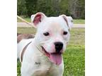Adopt Ace a Staffordshire Bull Terrier, Mixed Breed