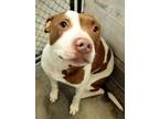 Adopt Popsicle a Pit Bull Terrier, Mixed Breed