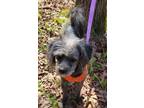Adopt Rosie a Miniature Poodle, Chinese Crested Dog