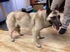 Adopt JELLYBEAN a German Shepherd Dog, Mixed Breed