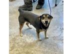Adopt Cucey a Jack Russell Terrier, Mixed Breed