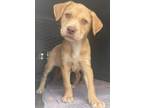 Adopt 50150901 a Pit Bull Terrier, Labrador Retriever