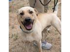Adopt 50164128 a Labrador Retriever, Mixed Breed