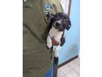 Adopt Moon Pie a Mixed Breed