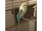 Adopt Cheese a Budgie / Budger