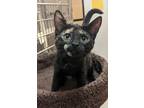 Adopt Queenie (needs a kitten or young kitty friend) a Domestic Short Hair