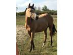 SAQ Chexy Starlight Reg AQHA buckskin mare Reining Cutting Prospect