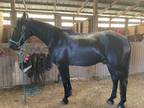 16yr old 16hh Black Tennessee Walking Horse