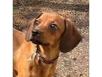 Adopt Willow (Deb-Fostered in TN) a Hound, Beagle