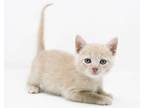 Adopt Moo is a mini mushball! Sweet and adorable! a Tabby, Siamese
