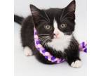 Adopt Daiquiri is our sweet spring treat!! a Tuxedo, Bombay