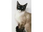 Adopt Candie - crazy cute super sweet of course! SNOWSHOE WOW!