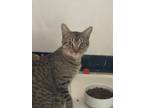 Adopt Out of this world Orion a Domestic Short Hair, Tabby