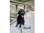 Adopt Bindi a Goldendoodle