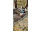 Adopt Frankie a Italian Greyhound, Beagle
