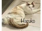 Adopt Haruko A Domestic Short Hair