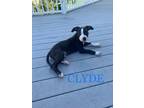 Adopt Clyde a Pit Bull Terrier