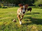 Adopt Ginger a Australian Cattle Dog / Blue Heeler, Cattle Dog
