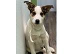 Adopt Curveball in NH a Jack Russell Terrier, Beagle