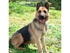 Adopt Mischa a German Shepherd Dog