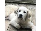 Adopt Bug a Great Pyrenees