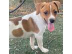Adopt Peanut Butter a Jack Russell Terrier, Dachshund