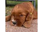 Irish Setter Puppy for sale in Desoto, TX, USA