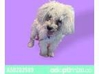Adopt 50202589 a Miniature Poodle, Mixed Breed