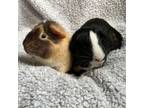 Adopt Elmer and Allen a Guinea Pig