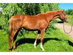 Old Thoroughbred Filly For Polo Sport Hunters Or Race