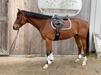 Handsome gelding with a great foundation