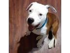 Adopt Maxwell a Pit Bull Terrier