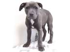 Adopt Jefferson a American Staffordshire Terrier