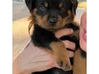 Rottweiler Puppy for sale in Independence, MO, USA
