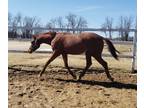 2 year old Appendix Filly