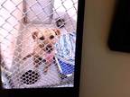 Adopt DODGE a Tan/Yellow/Fawn Labrador Retriever / Mixed dog in Statesville