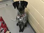Adopt PENELOPE a Black - with White Pointer / Mixed dog in Tacoma, WA (34704508)
