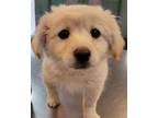 Adopt DOUG a Tan/Yellow/Fawn Pomeranian / Mixed dog in Tacoma, WA (34704511)