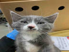 Adopt 1 a Gray or Blue (Mostly) Domestic Shorthair / Mixed (short coat) cat in