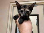 Adopt a Tortoiseshell Domestic Shorthair / Mixed (short coat) cat in Bonita