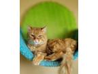 Adopt BLAZE a Orange or Red Tabby Domestic Mediumhair / Mixed (medium coat) cat