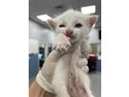 Adopt DOTTIE a White Domestic Shorthair / Mixed (short coat) cat in Palmetto