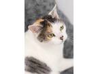 Adopt Kobe a Calico or Dilute Calico American Shorthair (short coat) cat in