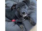 Adopt 480 a Boxer / Mixed dog in Aurora, CO (34701170)