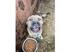 Adopt Dingo A Brindle - With White Husky / German Shepherd Dog / Mixed Dog In