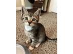 Adopt Ollie a Brown or Chocolate Domestic Shorthair / Domestic Shorthair / Mixed
