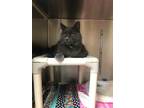 Adopt Gilbert a Gray or Blue Domestic Longhair / Domestic Shorthair / Mixed cat